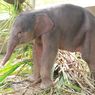 Gajah Lahir di Taman Satwa Lampung, Dinamai Rut untuk Hormati Dubes Norwegia