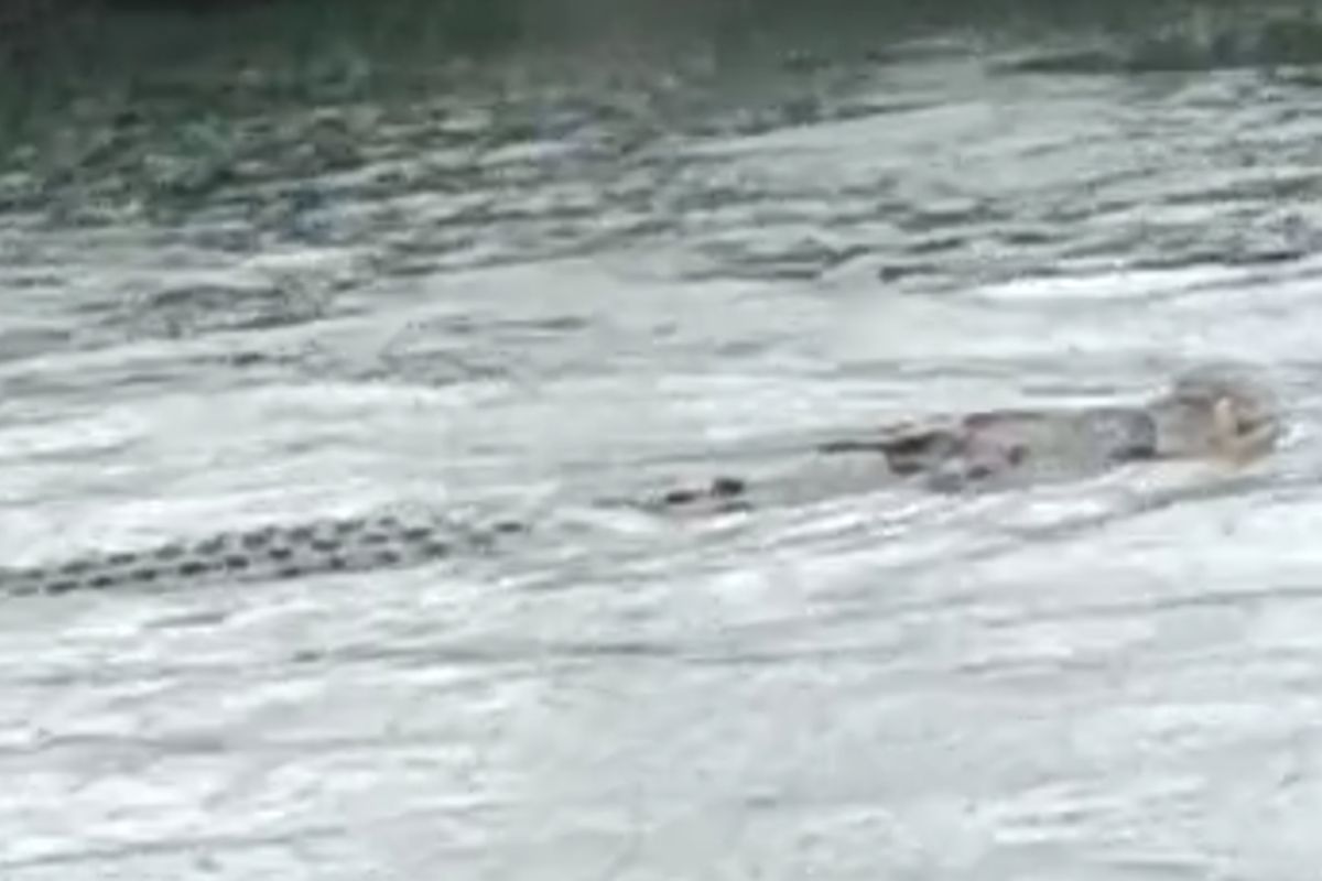 Penampakan buaya dalam video yang tersebar di media sosial membuat warga Gresik heboh, lantaran disebutkan berada di wilayah Kabupaten Gresik, Jawa Timur.