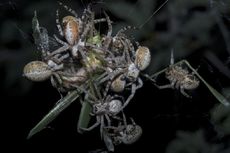 Berkumpul Bikin Keberanian Laba-laba Ini Makin Meningkat, Kok Bisa?