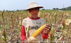 Masuki Masa Panen Jagung, Kementan Yakin Penuhi Kebutuhan Pakan Ternak