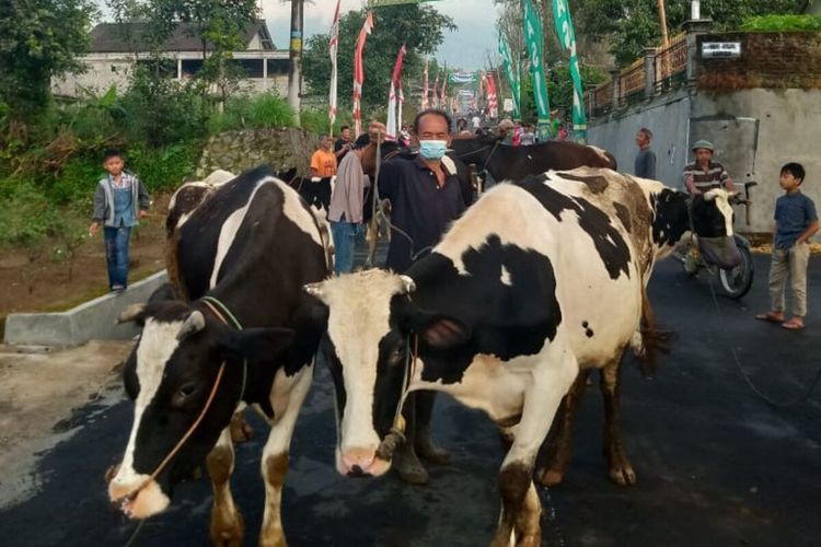 Warga mengarak sapi keliling kampung dalam tradisi syawalan Lebaran ketupat di Dukuh Mlambong, Desa Sruni, Kecamatan Musuk, Boyolali, Jawa Tengah, Kamis (20/5/2021).