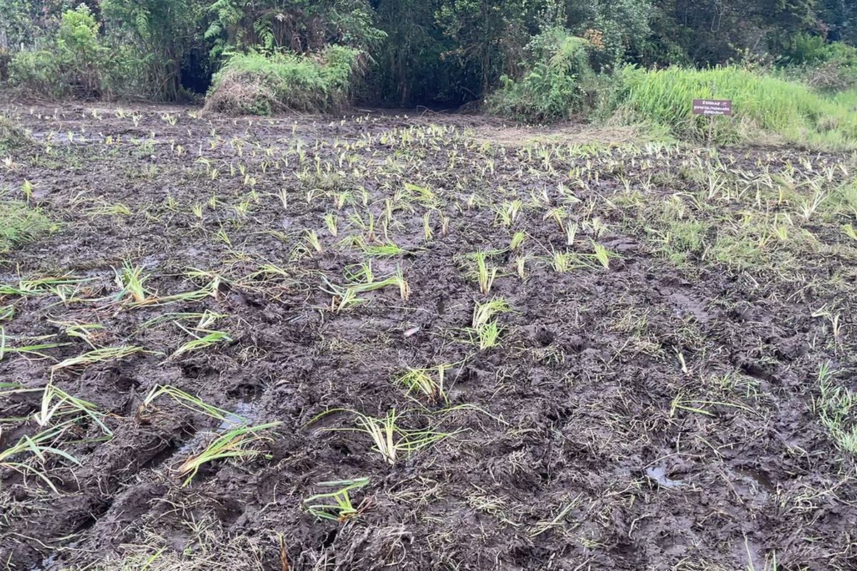 Pihak Perhutani melaksanakan penanaman pohon di Kampung Cai Ranca Upas, Kabupaten Bandung, Jawa Barat. Hal itu dilakukan usai terjadinya kerusakan kawasan hutan akibat event motor trail. Perhutani menanam sebanyak 5.000 pohon, 19 diantaranya tanaman endemik khas Jawa Barat.