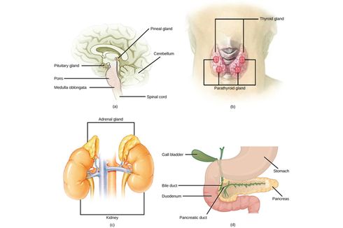 Gangguan pada Sistem Hormon Manusia