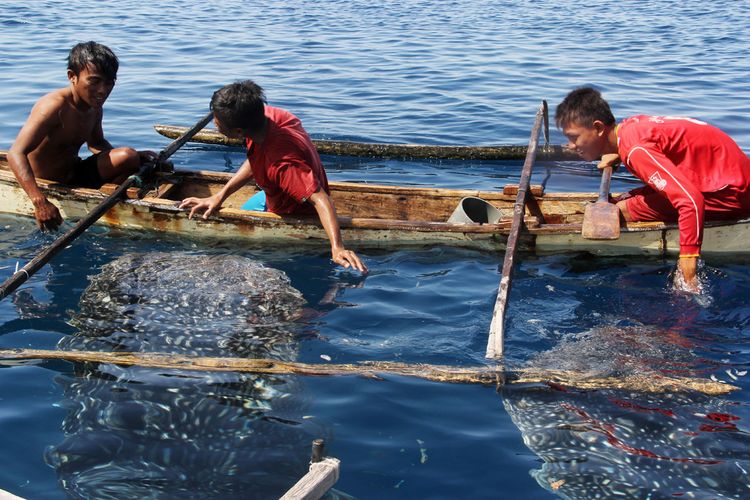 Anak-anak nelayan di Desa Botubarani  berinteraksi dengan hiu paus yang sering datang ke desa mereka. Kedatangan satwa pengelana samudra ini mendatangkan berkah bagi masyarakat sekitar dengan banyaknya wisatawan yang datang.