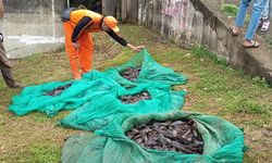 Dilema Pemberantasan Ikan Sapu-Sapu di Indonesia
