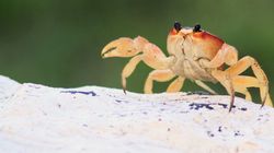 Mengapa Kepiting Berjalan Menyamping? Ilmuwan Ungkap Evolusi 200 Juta Tahun Lalu