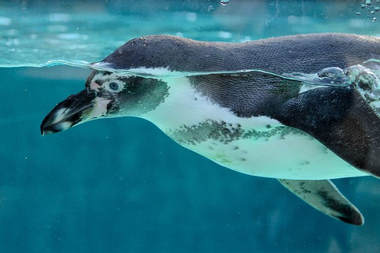 Penguin memiliki dua warna bulu yang kontras untuk kamuflase saat berenang