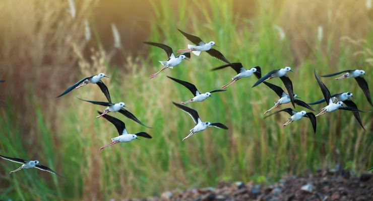 Bagaimana Burung Tidur Selama Migrasi?