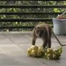 Kawanan Monyet Liar Masuki Rumah-rumah di Cileunyi, Curi Ketupat