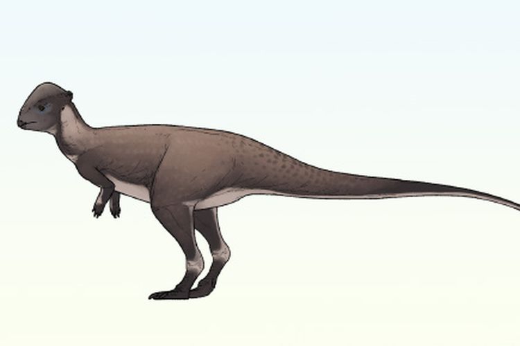 Gambaran dinosaurus berkepala kubah Brontotholus harmoni.