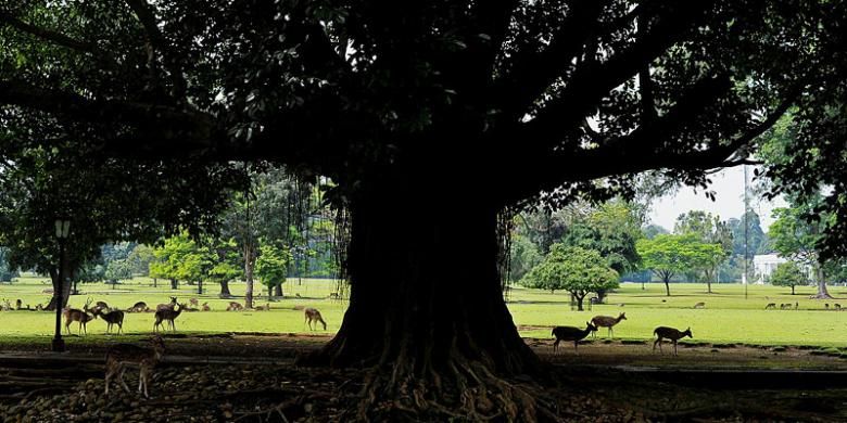 Kawanan rusa bebas berkeliaran di halaman kompleks Istana Bogor, Jawa Barat, Sabtu (30/7/2016). Keberadaan rusa menjadi salah satu daya tarik wisatawan yang berkunjung ke Kebun Raya dan Istana Bogor.