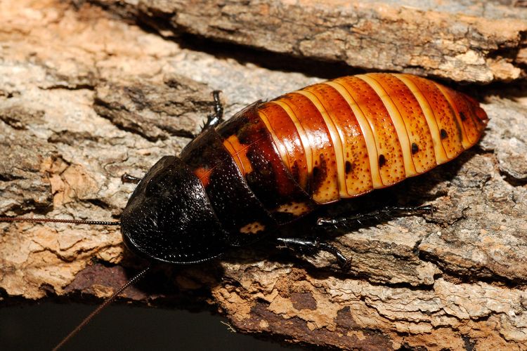 Ilustrasi kecoak Madagaskar atau Madagascar hissing cockroach.