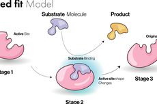 Bagaimana Mekanisme Kerja Enzim?