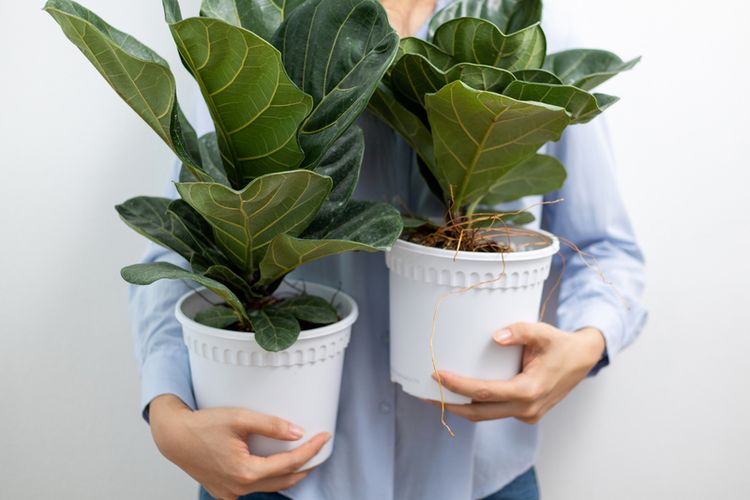 Tanaman hias fiddle leaf fig atau ketapang biola. 