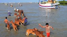Puluhan Sapi Mati di Laut Sampang, Pakar Unair Sebut 2 Penyebabnya