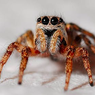 5 Hal yang Perlu Dipertimbangkan Sebelum Pelihara Laba-laba