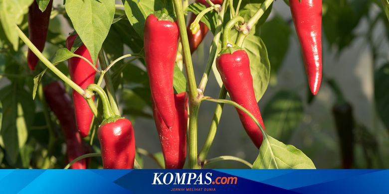 5 Cara Alternatif Basmi Hama Tanaman Cabai