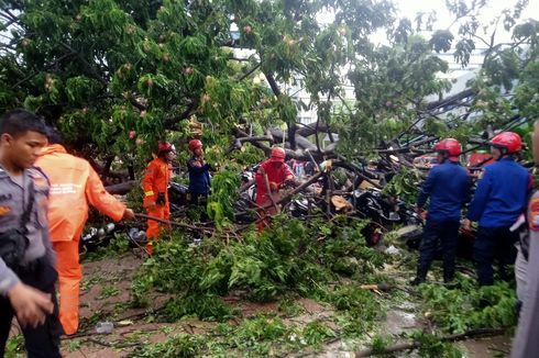 Enam Pohon Tumbang di Jakarta akibat Hujan dan Angin Kencang, Timpa Lapak Pedagang di Rorotan