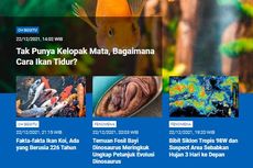 [POPULER SAINS] Tak Punya Kelopak Mata Bagaimana Ikan Tidur? | Temuan Fosil Bayi Dinosaurus | Bibit Siklon Tropis 98W