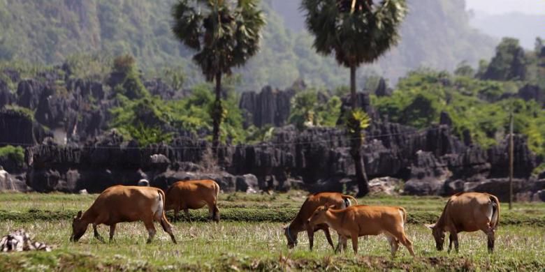 Sapi makan rumput di pematang sawah disekitar kawasan karst di Dusun Rammang-Rammang, Desa Salenrang, Kecamatan Bontoa, Maros, Sulawesi Selatan, Minggu (11/11/2012). Gugusan batu kapur seluas 300.000 hektar di Maros-Pangkep, Sulawesi Selatan itu juga merupakan penampung air raksasa yang memasok air bersih dan sumber irigasi.
