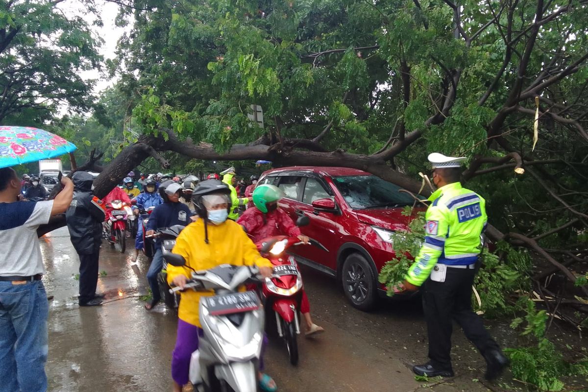 Sebuah pohon tumbang di Jalan Outer Ring Road, Cengkareng Timur, Cengkareng, Jakarta Barat, pada Kamis (17/11/2022) pagi.