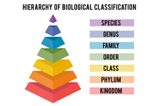Urutan Takson yang Terkecil hingga ke Takson yang Terbesar