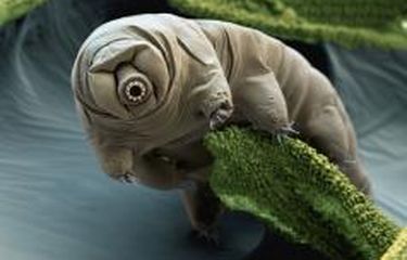 Tardigrade