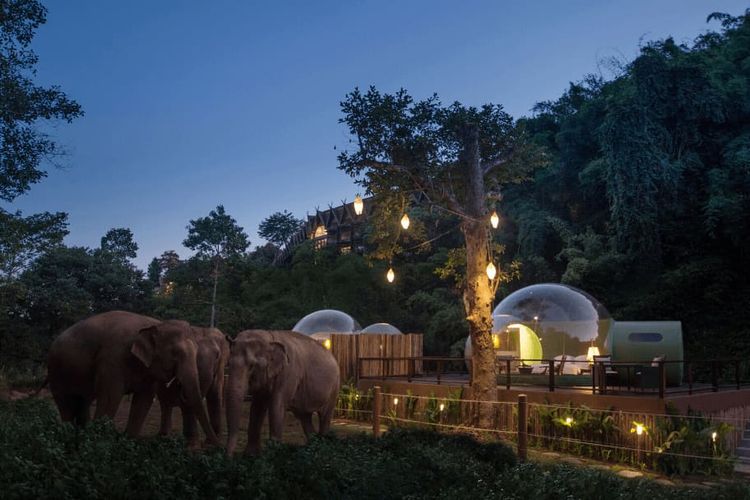 Jungle Bubbles memberikan pengalaman menginap di gelembung transparan di tengah habitat gajah liar Thailand