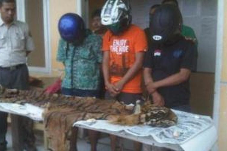 Balai Konservasi Sumber Daya Alam (BKSDA) Jambi menangkap tiga tersangka perburuan kulit harimau sumatera. Aksi ketiganya digagalkan saat akan bertransaksi di Kabupaten Muara Bungo.