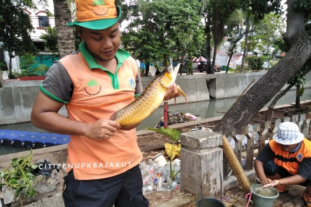 Petugas UPK Badan Air menemukan seekor ikan arwana di Kali Item, Pademangan, Senin (4/2/2019).