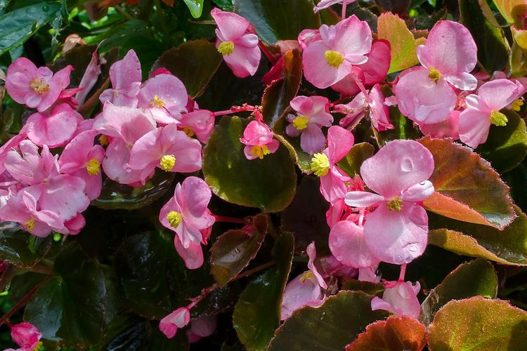 Ilustrasi tanaman wax begonia.