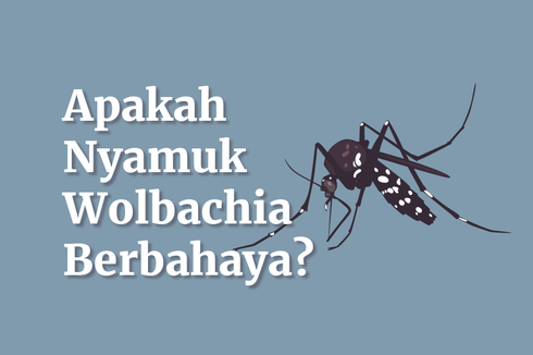 INFOGRAFIK: Apakah Nyamuk Wolbachia Berbahaya? Simak Faktanya