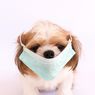 Anjing di Hong Kong Terinfeksi Virus Corona Lemah, Begini Analisisnya