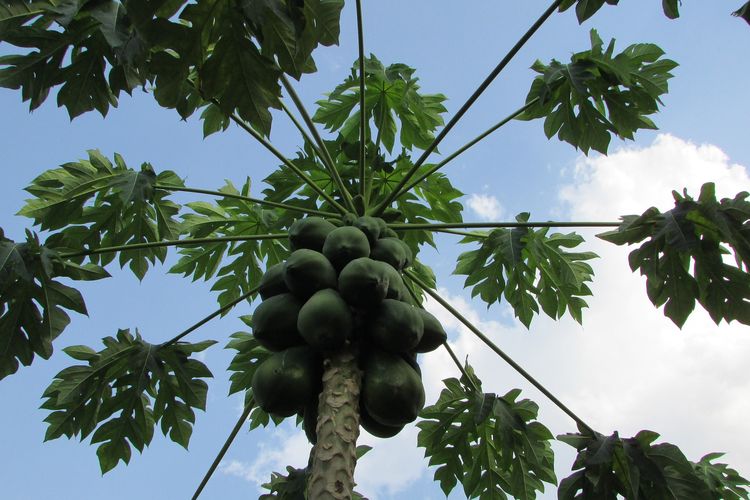 Ilustrasi pohon pepaya