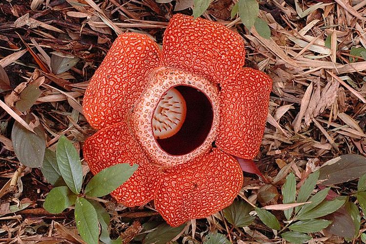 Raflesia muncul sebagai bunga tunggal tanpa adanya akar, batang, ataupun daun. 