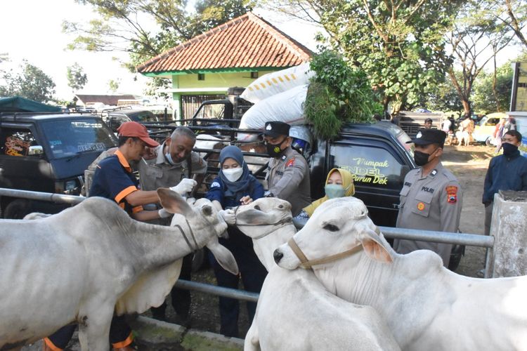 Para petugas satgas PMK Kabupaten Purworejo  melakukan vaksinasi hewan ternak untuk mencegah meluasnya PMK di Purworejo pada Jumat (1/7/2022)