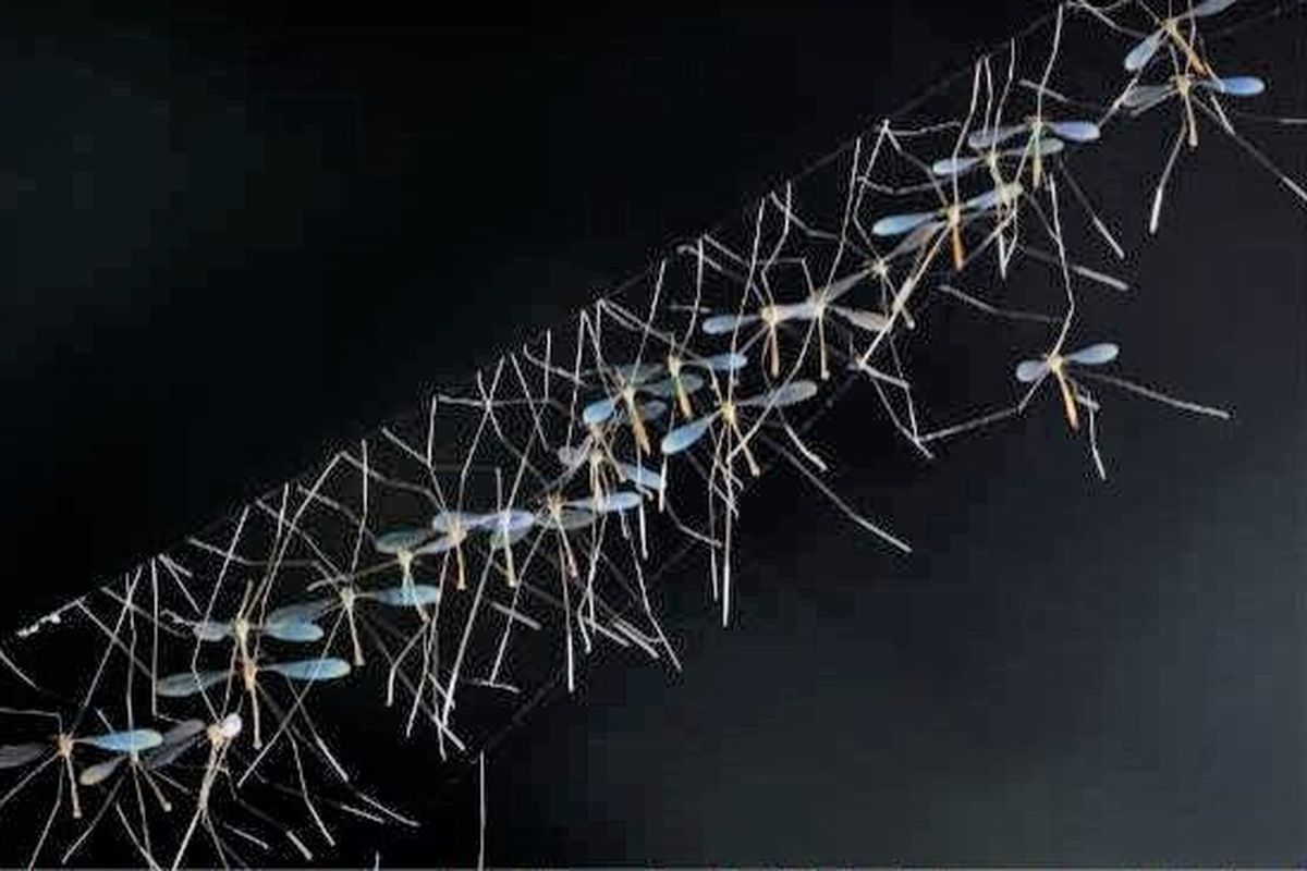 Foto pemenang utama karya Ridha Anshari yang mengabadikan kumpulan crane fly yang bergantungan di sarangnya.