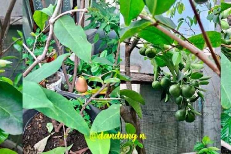 Rumah Makin Penuh, Tanaman Buah Justru Makin Subur