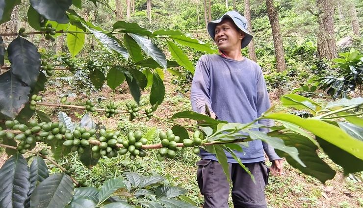 Kopi dan Kayu Manis di Kerinci: Praktik Tumpangsari yang Menjaga Kebun Tetap Hidup