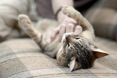 Mengelus Kucing Bisa Bantu Melepas Stres, Ini Penjelasannya