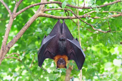 Virus Nipah Dibawa Kelelawar Buah, Seperti Apa Gejalanya?