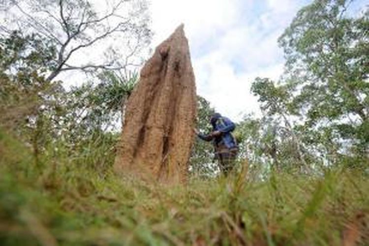 Musamus atau biasa dipanggil rumah semut setinggi hampir dua setengah meter banyak terdapat di kawasan Taman Nasional Wasur, Merauke, Papua, Rabu (3/7/2013). Musamus merupakan 'istana' yang dibangun oleh koloni rayap menggunakan campuran rumput kering sebagai bahan utama dan liur sebagai semen untuk merekatkannya. Musamus hanya dapat ditemukan di beberapa tempat di dunia, dan untuk di Indonesia hanya ada di Merauke.  