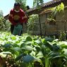 Mengintip 'Kebun Ceria', dari Lahan Angker hingga Penyelamat Dompet Warga di Mojokerto