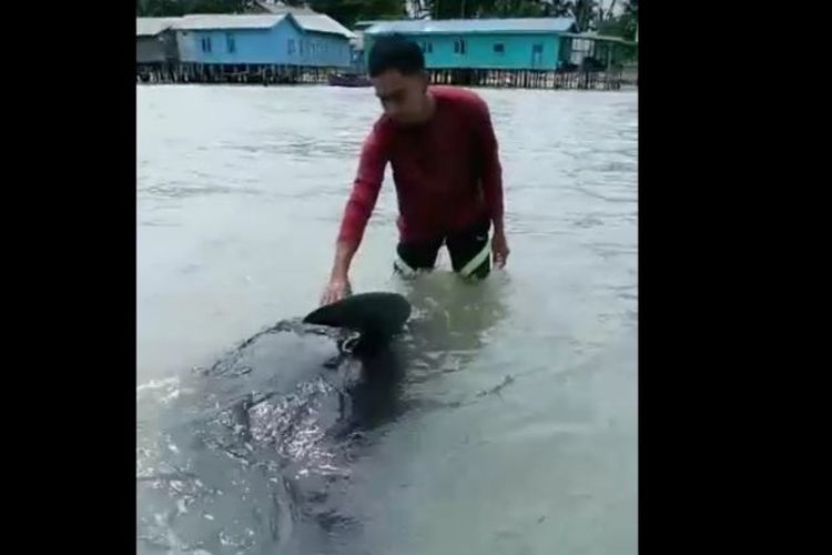 Tangkap layar video warga saat mengevakuasi paus terdampar di Desa Air Payang Kecamatan Pulau Laut Kabupaten Natuna, Kepri, Rabu (19/10/2022). 
