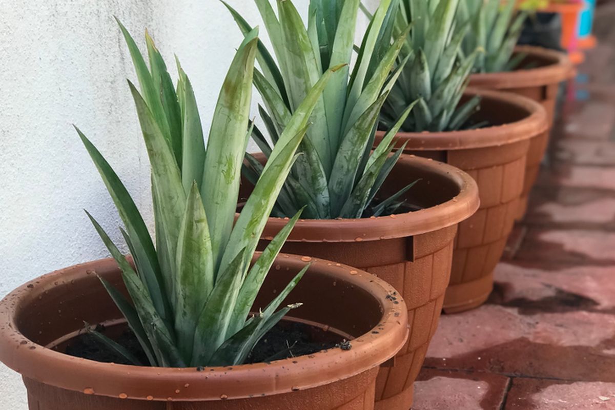 Ilustrasi tanaman nanas di pot, menanam nanas di pot.