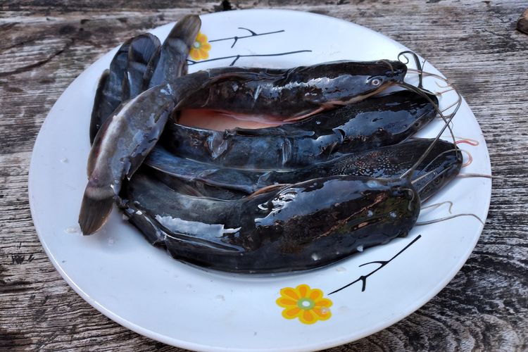 Ilustrasi ikan lele yang hendak dibersihkan. 