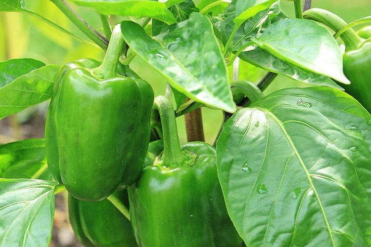 Ilustrasi tanaman paprika