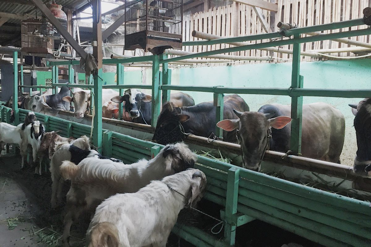 Lapak yang menjual hewan kurban, UD Hewan Vidha di Jalan Juanda, Cisalak, Depok, Sabtu (20/7/2018).