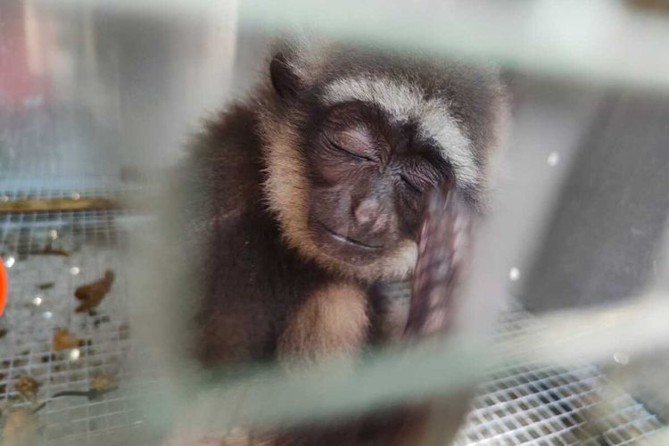 Salah satu owa Kalimantan, Bornean White-beared Gibbon (Hylobates albibarbis) yang diselundupkan oleh 2 orang dari Makassar Sulawesi Selatan menuju Manado, Sulawesi Utara. Upaya penyelundupan ini tertangkap aparat Polres Boalemo Gorontalo yang saat itu menggelar razia kendaraan bermotor.