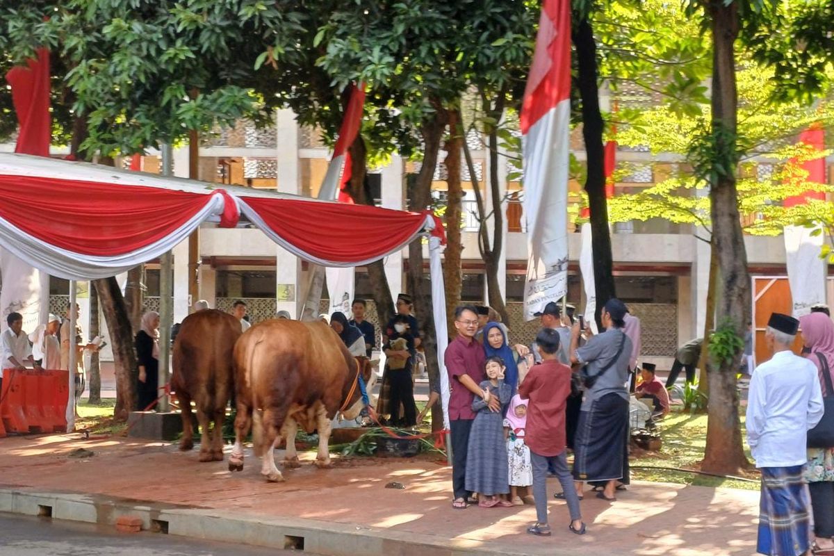Sejumlah warga berfoto dengan sapi kurban dari Presiden Jokowi dan Wapres Ma'ruf Amin di Masjid Istiqlal, Jakarta, Kamis (29/6/2023).